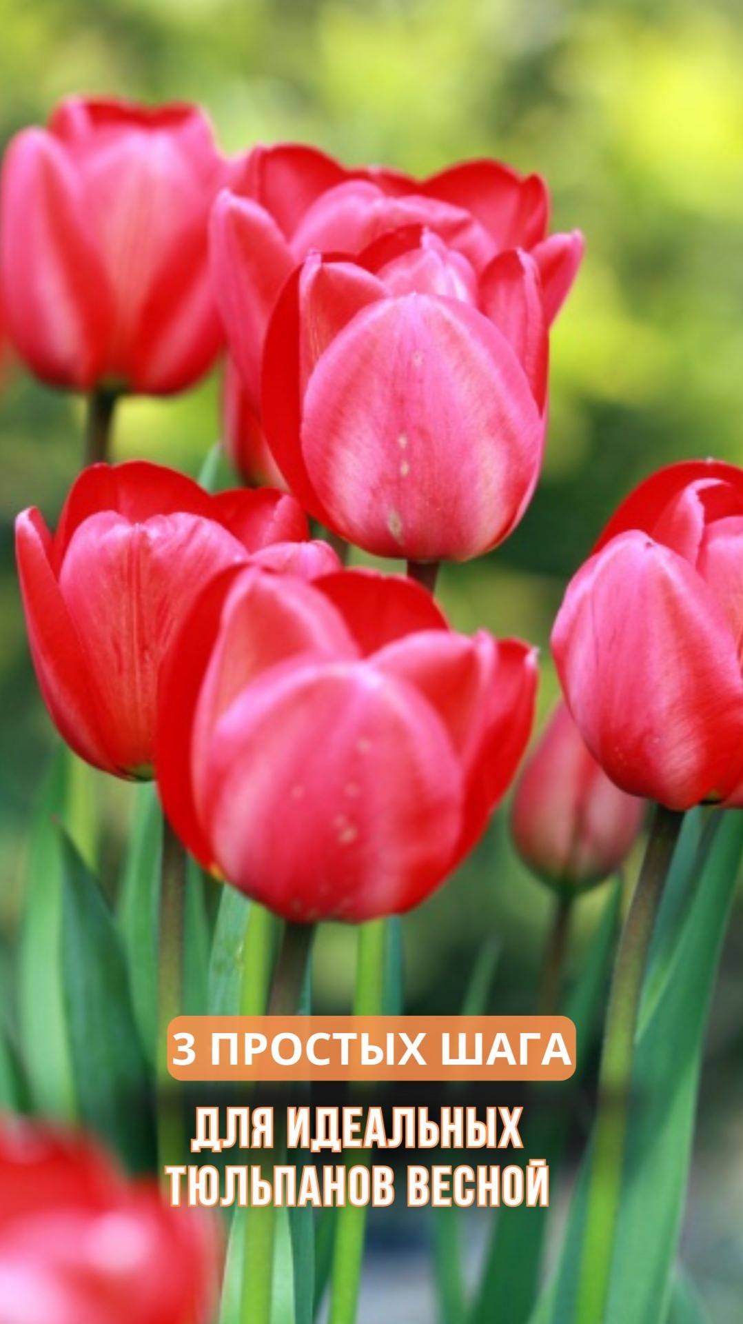 3 простых шага для идеальных тюльпанов весной смотреть онлайн