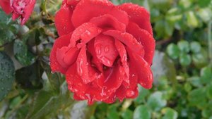 29=09=2025  ПВН  КМР . ОСЕНЬ .ДОЖДЬ.  MP4 (42)