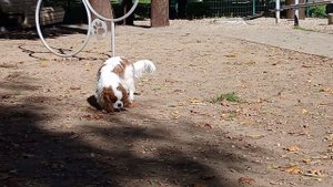 Кавалер Кинг Чарльз Спаниель