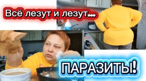 Как от ЭТОГО избавиться? На завтрак гречка и карбонад 👍 Даже кошка оценила!