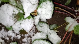 С первым снегом нас ❄❄❄❄😊😊😊😊🌨🌨🌨