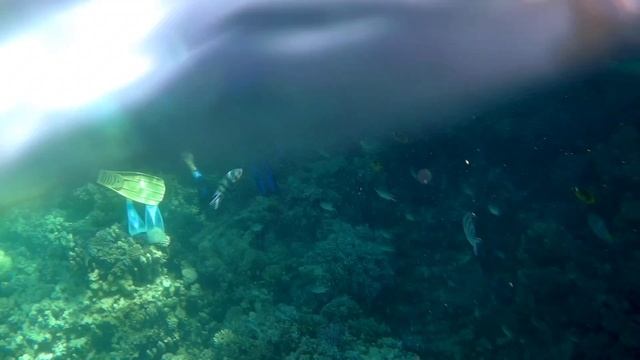 Красота Красного моря Красное значит красивое  Египет