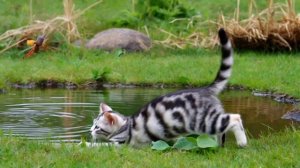 "Маргоша и кузнечик" - Автор песни Любовь Сологубова.