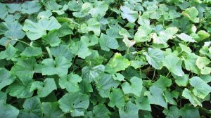 Продляем сезон огурцов в августе омолаживая грядку