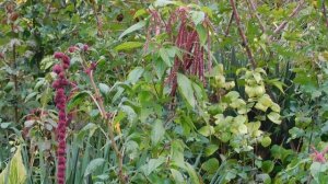 29=09=2025  ПВН  КМР . ОСЕНЬ .ДОЖДЬ.  MP4 (165)