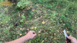 Поездка за грибами как отдельное приключение. Неожиданная встреча в конце ролика