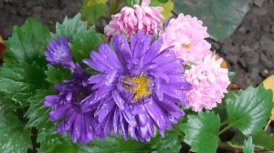 29=09=2025  ПВН  КМР . ОСЕНЬ .ДОЖДЬ.  MP4 (73)