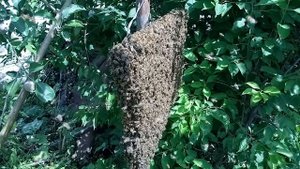 "Лето, ах лето..."   О пользе граблей на пасеке.