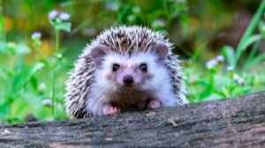 лесная сказка ежик