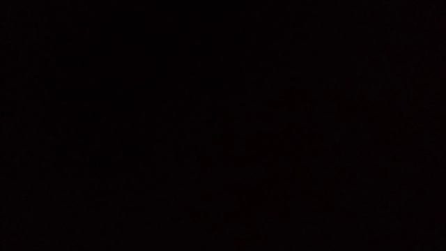 Амстафф 11 мес и немец старичок _20250924
