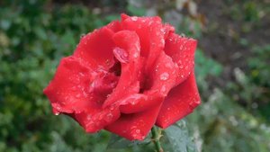 29=09=2025  ПВН  КМР . ОСЕНЬ .ДОЖДЬ.  MP4 (47)