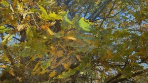 1036.  Игорь Слуцкий - «Осенняя»