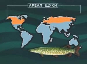 Где находятся ареалы обитания представителей семейства Щуковые (Pikes) — Esocidae Rafinesque, 1815 ?