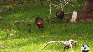 Дикая североамериканская Инде́йка Meleagris gallopavo