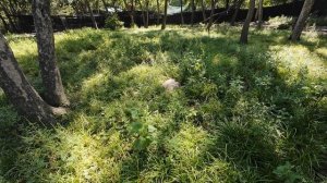 Приморский сафари-парк, вонючки, Владивосток, август 2025.