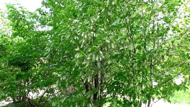 Весна смотреть онлайн