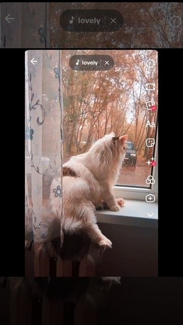 Грустный осенний котик🍁🍂🍁🍂