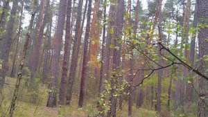 осенний лес