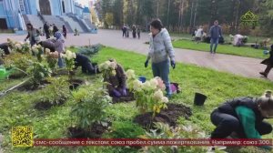 100 кустов гортензии высадили в Сургуте в монастыре иконы Божией Матери «Умиление»