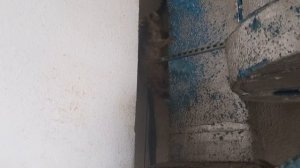 Еноты обосновались не далеко от столовой