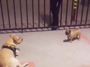 Маленький тролль😄