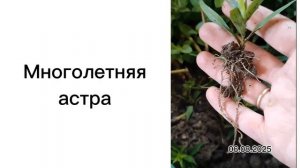 Многолетняя астра