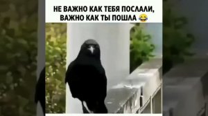 「「Юмор и ПРИКОЛЫ🤗」おしゃれまとめの人気アイデア｜Pinterest｜Андрей Матвеев」[動画]   犬, 馬