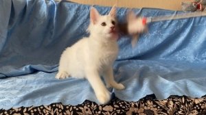 Белый полидакт