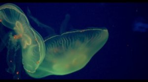 MPEG4 FHD Ролик 2 лето