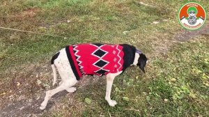 28.09.2025 Выезд Мототерапии к собакам