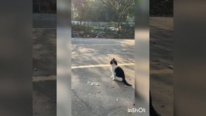 День мурлыканья и потягивания !🐈