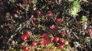 Арка-северный мой край