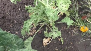 Урожайность капусты