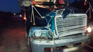 ДТП с участием животных на территории муниципалитета. ТК «Первый Советский»