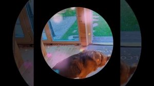 1000035905.mp4 (Собака наблюдает за устройством заземления газового оборудования в доме А-фрейм)