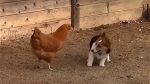 Собака играет с курицей 😀