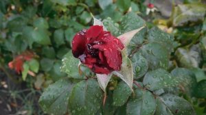 29=09=2025  ПВН  КМР . ОСЕНЬ .ДОЖДЬ.  MP4 (48)