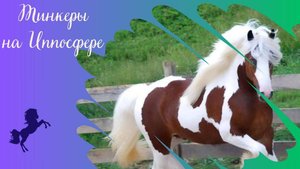 Породный ринг "Тинкеры России" на конной выставке Иппосфера