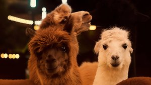 🦙 Проект освещения для Альпака парка в «Ривьере», г. Сочи.