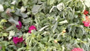 Сезон можно считать закрытым.