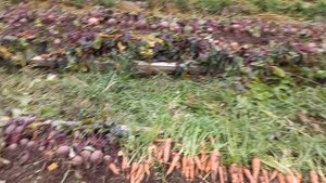 Задача: убрать морковь и свёклу за один день.