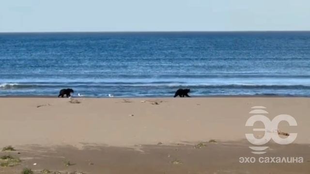 Полезные лайфхаки и интересные эксперименты для веселого развлечения каждый день #лайфхак #полезно #