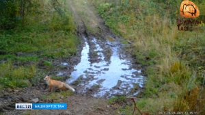 В Башкортостане в заповеднике «Шульган-Таш» фотоловушка запечатлела животных у лесной лужи