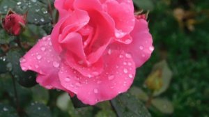 29=09=2025  ПВН  КМР . ОСЕНЬ .ДОЖДЬ.  MP4 (95)