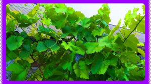 Обрезка винограда необходима!