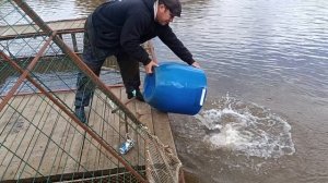 Forest Fishing 29.09.25