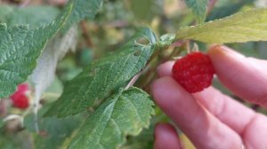 Черви в орехах! Ремонт женскими руками. Дача. Влог