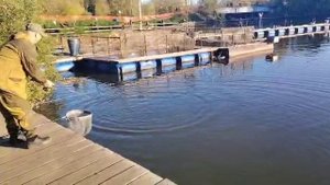 На блесну Форель