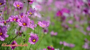 Мы распускаемся как новые цветы.mp4