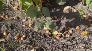 Созревание сорта фундука Подарок Ваничевой